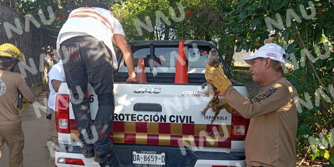 PC Captura un lagarto en colonia Vida Mejor