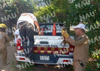PC Captura un lagarto en colonia Vida Mejor