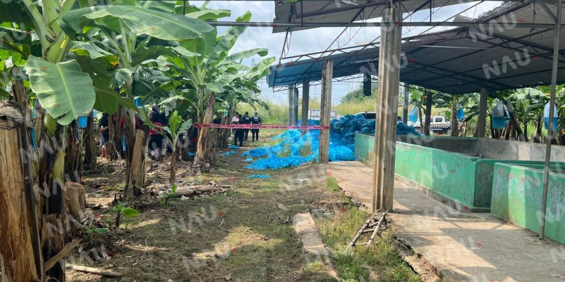 Asesinan a dos campesinos en bananera de Suchiate