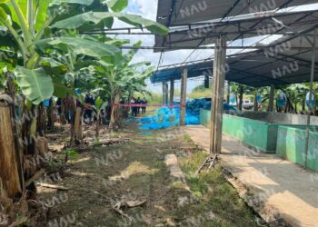 Asesinan a dos campesinos en bananera de Suchiate