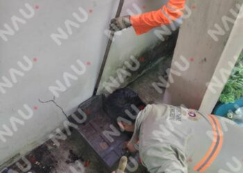 Capturan un falso coral en la colonia Octavio Paz