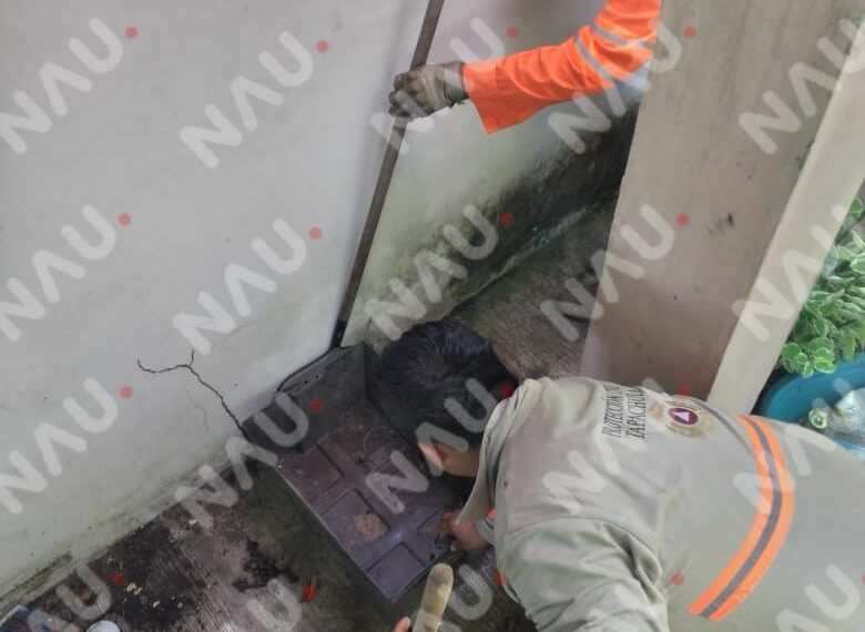 Capturan un falso coral en la colonia Octavio Paz