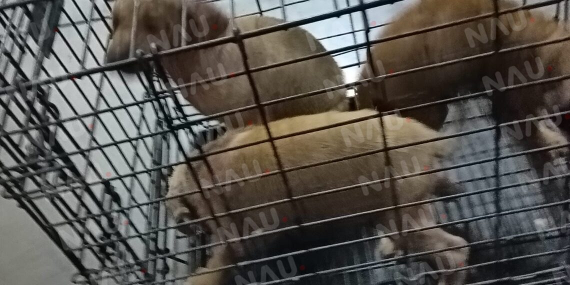 Rescate heroico en Tapachula: bomberos salvan a tres cachorritos arrojados al río