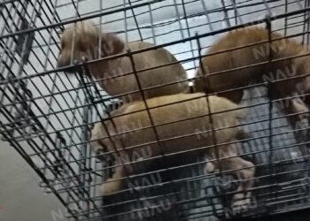 Rescate heroico en Tapachula: bomberos salvan a tres cachorritos arrojados al río