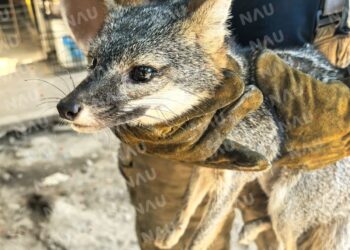 Incendios en Tapachula obligan a zorros y serpientes a buscar refugio en viviendas