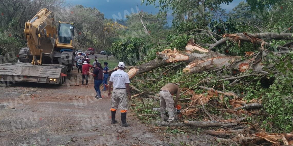 Árbol cae y bloquea carretera en Tapachula; Protección Civil restablece circulación en menos de una hora