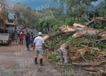 Árbol cae y bloquea carretera en Tapachula; Protección Civil restablece circulación en menos de una hora