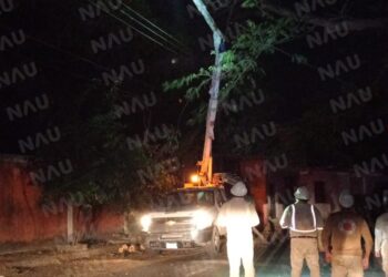 Empleados de la CFE retiran árbol en riesgo de caer en el parque Cireba