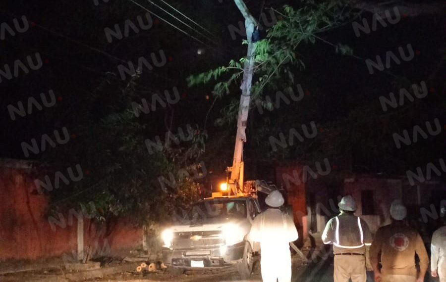 Empleados de la CFE retiran árbol en riesgo de caer en el parque Cireba