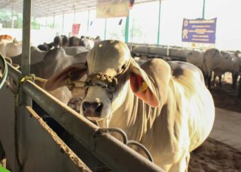 HABRÁ EXPOSICIÓN GANADERA EN LA EXPO FERIA TAPACHULA 2025