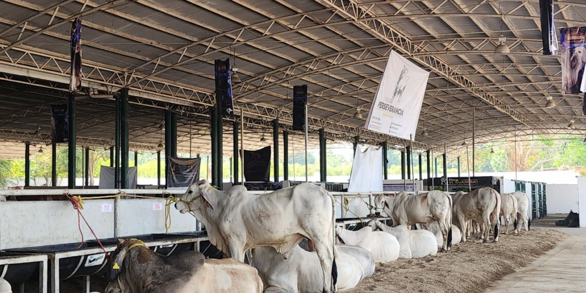 Expo Feria Tapachula 2025 y Exposición Ganadera reciben a estudiantes de la UNACH Huehuetán