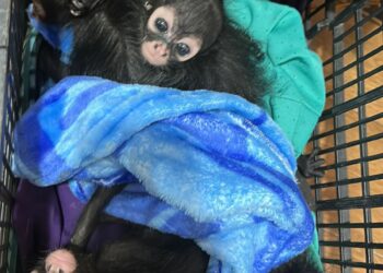 Dirección de Ecología resguarda ejemplares asegurados por la FGR en San Cristóbal