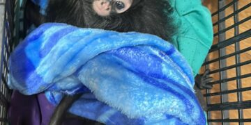 Dirección de Ecología resguarda ejemplares asegurados por la FGR en San Cristóbal