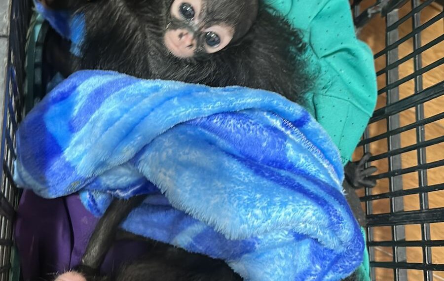 Dirección de Ecología resguarda ejemplares asegurados por la FGR en San Cristóbal