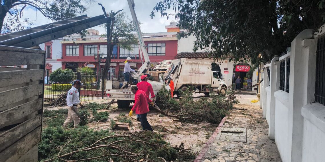 Retiran árbol de alto riesgo en el barrio de Santa Lucía