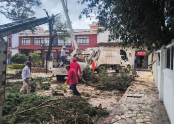 Retiran árbol de alto riesgo en el barrio de Santa Lucía