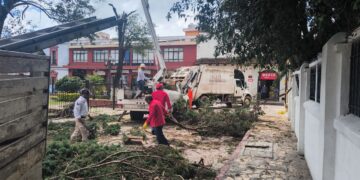 Retiran árbol de alto riesgo en el barrio de Santa Lucía