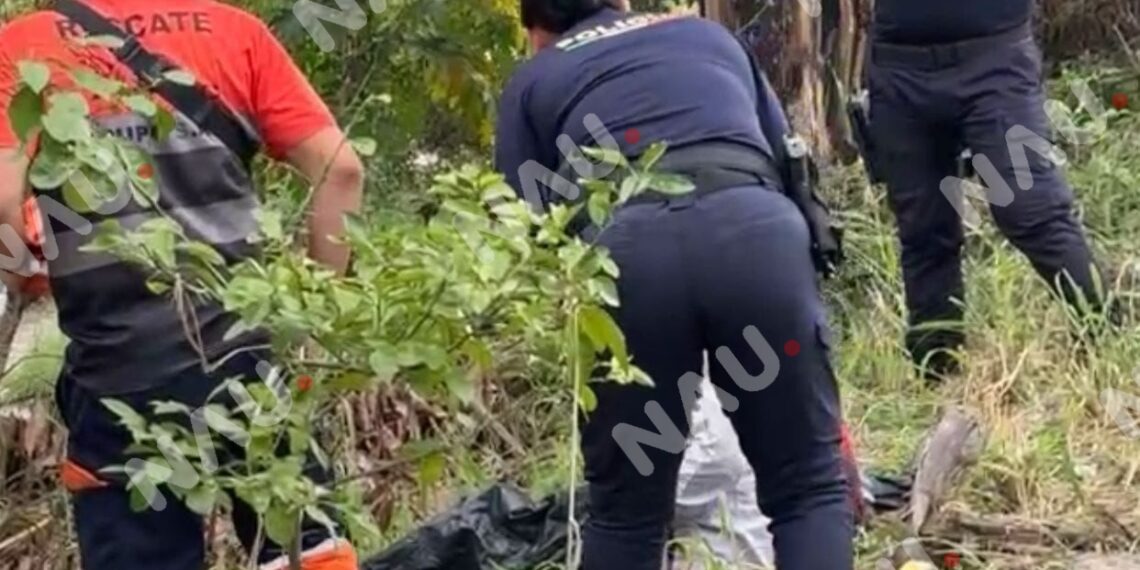 Confunden a dormilón con embolsado en la Costera