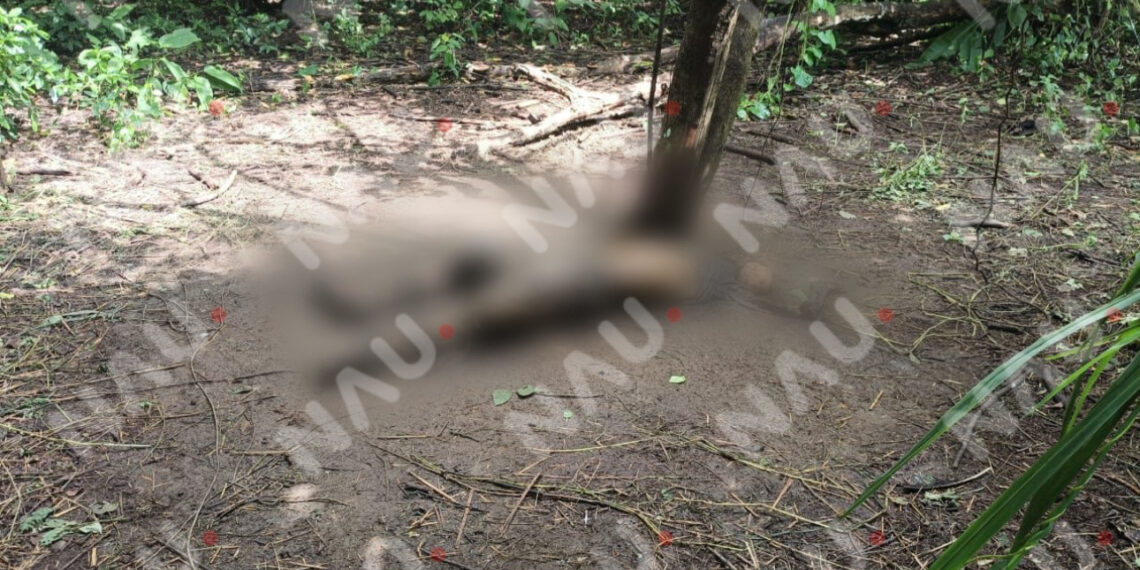 Hallan restos humanos en avanzado estado de descomposición en el camino al Lagartero