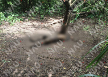 Hallan restos humanos en avanzado estado de descomposición en el camino al Lagartero