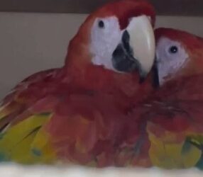 Detienen en Chiapas a presunto traficante de fauna exótica; rescatan monos araña y guacamayas.