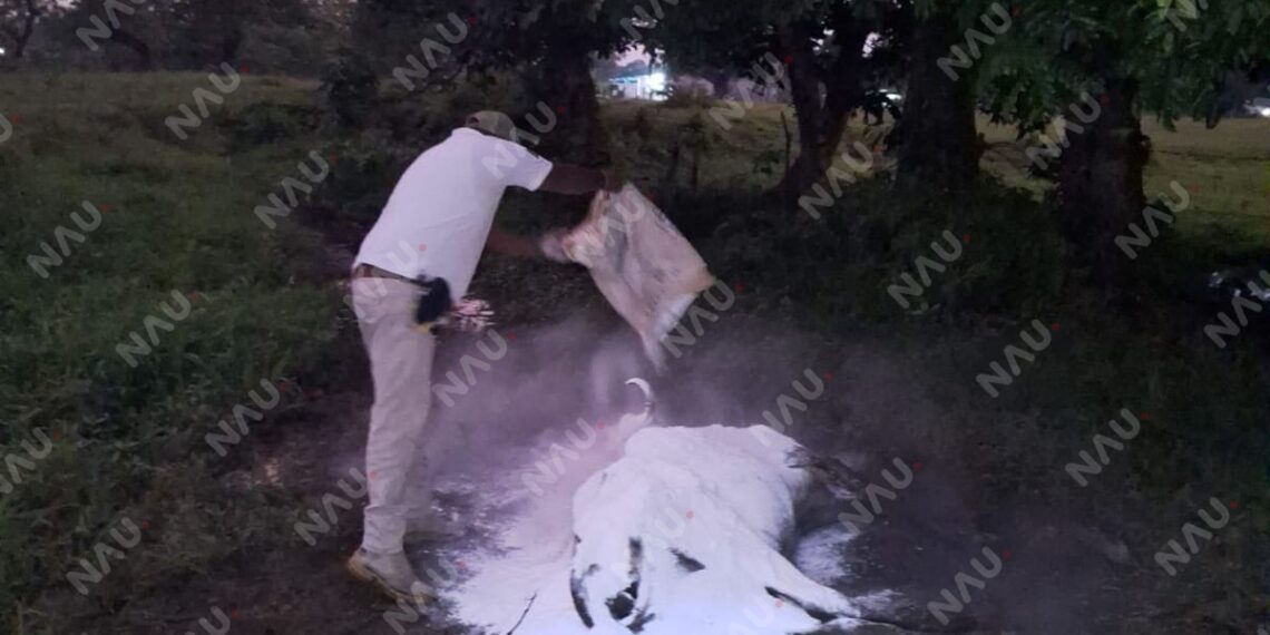 Retiran vaca en estado de descomposición en Mapastepec; autoridades aplican cal para evitar riesgos sanitarios