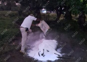 Retiran vaca en estado de descomposición en Mapastepec; autoridades aplican cal para evitar riesgos sanitarios