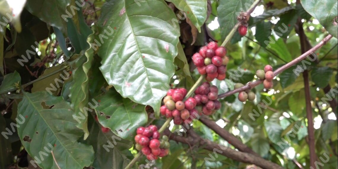 Crisis cafetalera en Chiapas amenaza la supervivencia de pequeños productores