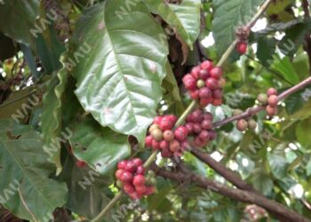 Crisis cafetalera en Chiapas amenaza la supervivencia de pequeños productores