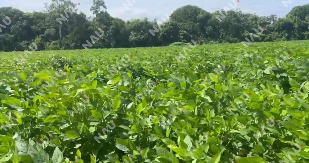 Impulsan plan para evitar la desaparición del cultivo de soya en Tapachula