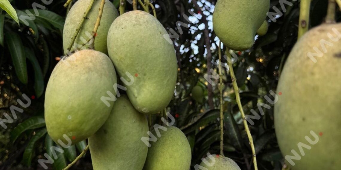 Lluvias atípicas afectan cosecha de mango Ataúlfo y reducen exportaciones en el Soconusco