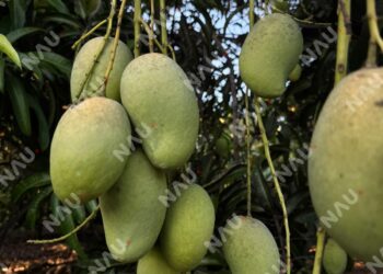 Lluvias atípicas afectan cosecha de mango Ataúlfo y reducen exportaciones en el Soconusco