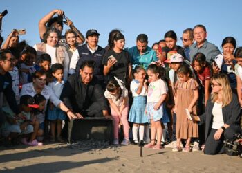 Eduardo Ramírez encabeza liberación de tortugas marinas en Puerto Arista