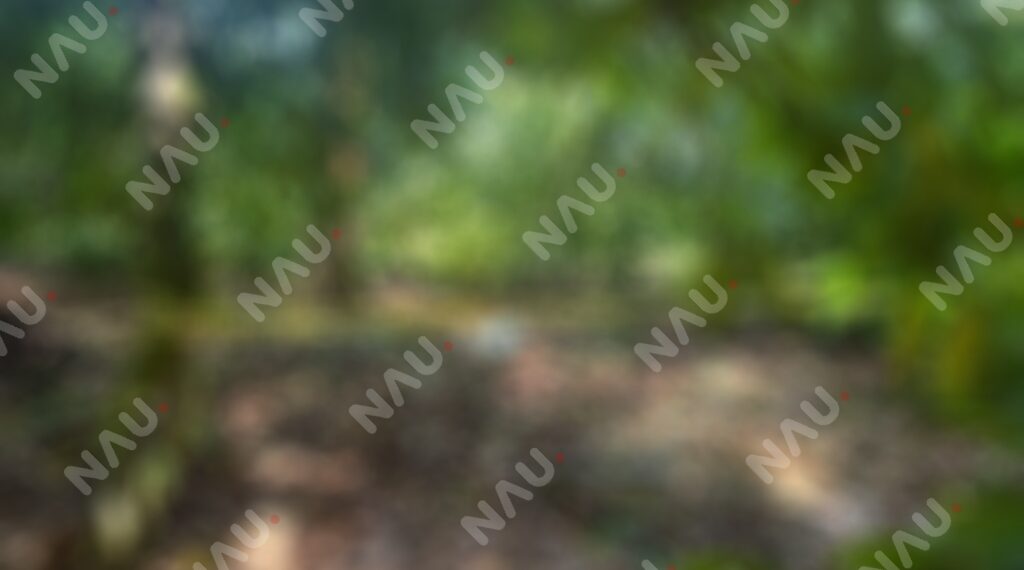 Muere hombre tras caer de un árbol de zapote en Tuxtla Chico