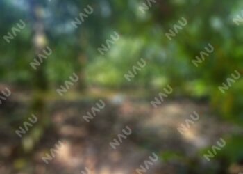 Muere hombre tras caer de un árbol de zapote en Tuxtla Chico