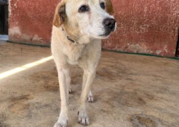 El Ayuntamiento de Tapachula refrenda el compromiso en contra del Maltrato Animal