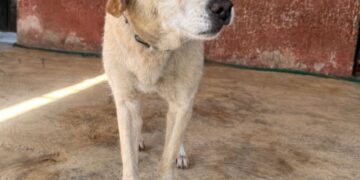 El Ayuntamiento de Tapachula refrenda el compromiso en contra del Maltrato Animal