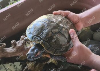 Tortugas de la Costa de Chiapas, en peligro por consumo y pérdida de hábitat