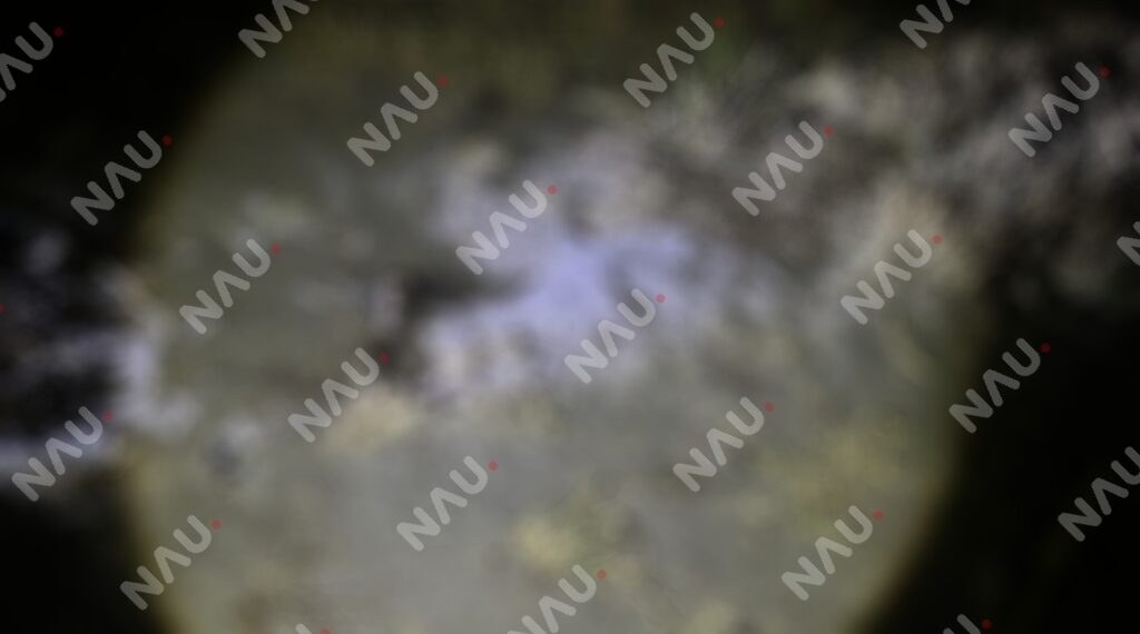 Localizan restos humanos semienterrados en un predio de Suchiate