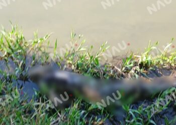 LOCALIZAN CUERPO EN ESTADO DE DESCOMPOSICIÓN A ORILLAS DEL RÍO SUCHIATE