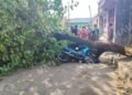 Árbol colapsa y deja a motociclista herido en la colonia La Joya