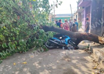 Árbol colapsa y deja a motociclista herido en la colonia La Joya