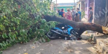 Árbol colapsa y deja a motociclista herido en la colonia La Joya