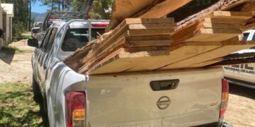 Refuerzan acciones contra tala ilegal en San Cristóbal; decomisan madera en zona de conservación
