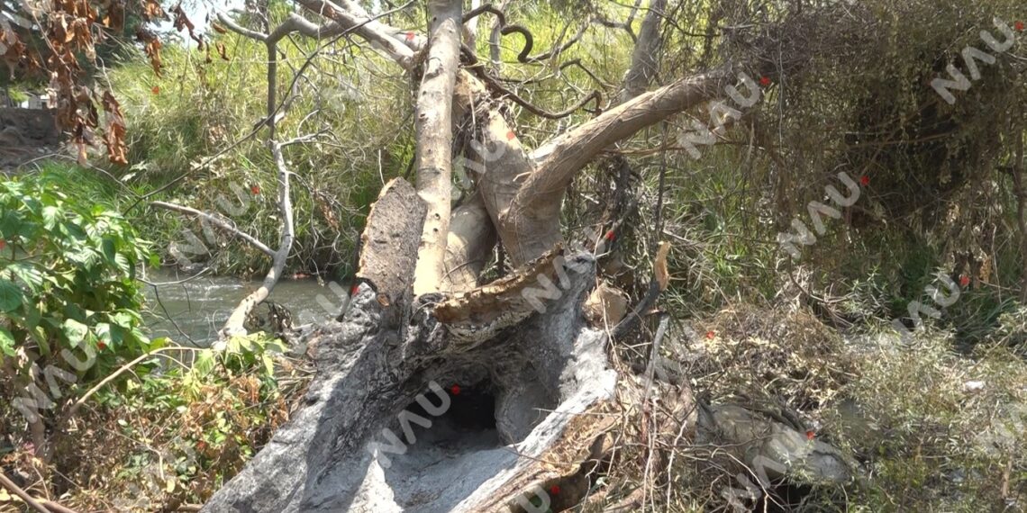 Crecimiento urbano pone en riesgo la biodiversidad en Chiapas