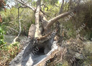 Crecimiento urbano pone en riesgo la biodiversidad en Chiapas