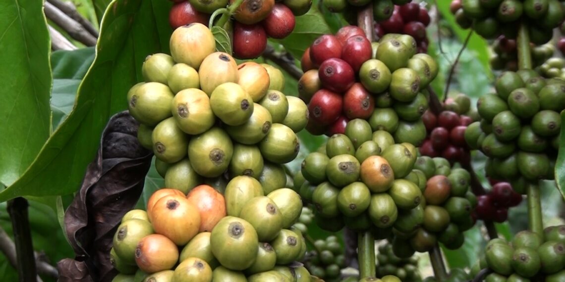 Inyectan 1,800 mdp al campo chiapaneco para impulsar producción agrícola y ganadera