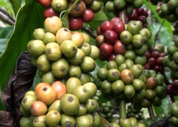 Inyectan 1,800 mdp al campo chiapaneco para impulsar producción agrícola y ganadera