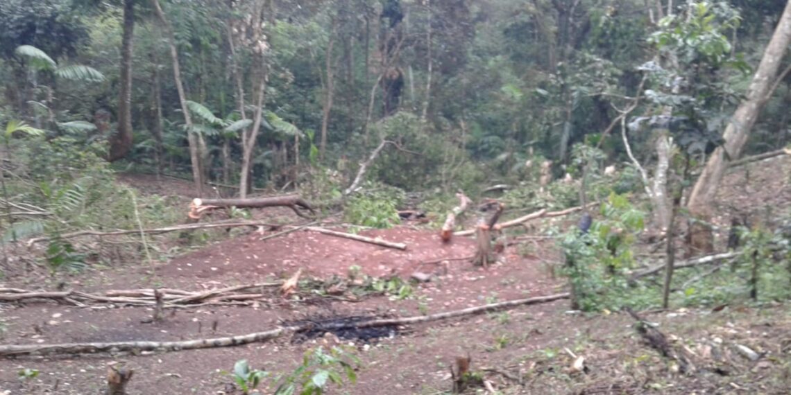 Más de la mitad de la floración de café en el Soconusco abortó