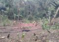 Más de la mitad de la floración de café en el Soconusco abortó